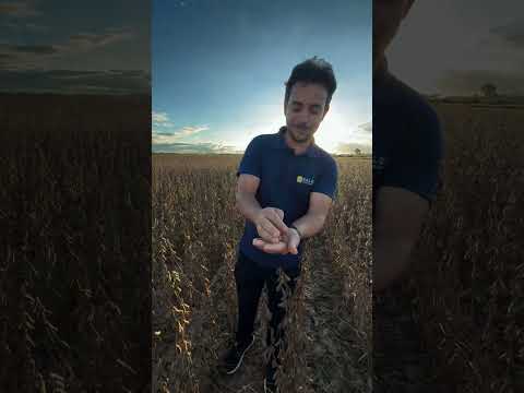 O resultado do Crédito Rural bem aplicado!🌾☀️#agro #soja #creditorural #rondonia #novamamore #saldus