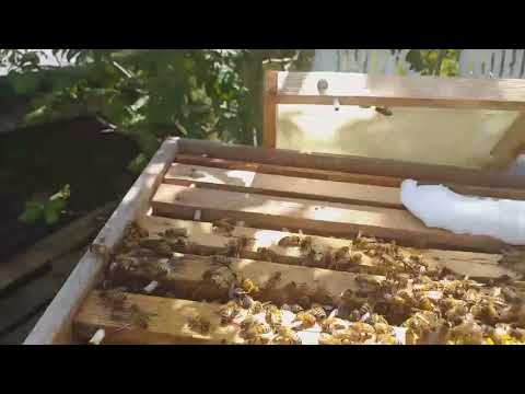 2 drottningar i samma kupa.