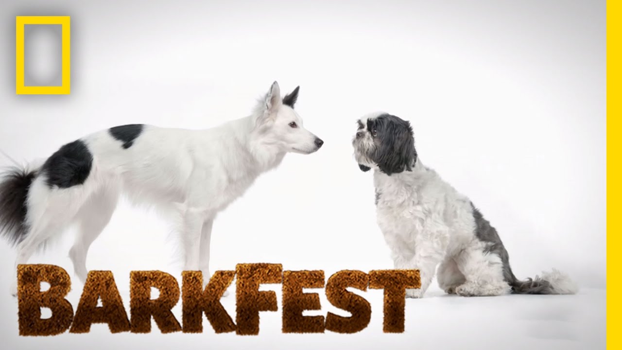 Pure Breeds Led Astray | BarkFest