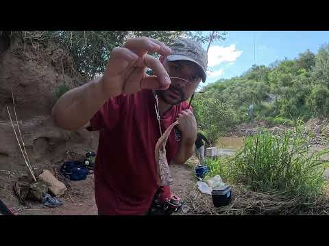 Tremenda Tararira en el canal de lo puestos leales Tucumán