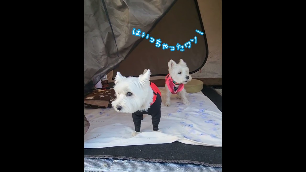 #dog #westhighlandwhiteterriers #可愛い #westie #ワンプロ