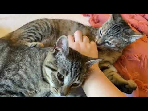 (Adopted) Louisa 2006-C0351 & Zora 2006-C0354