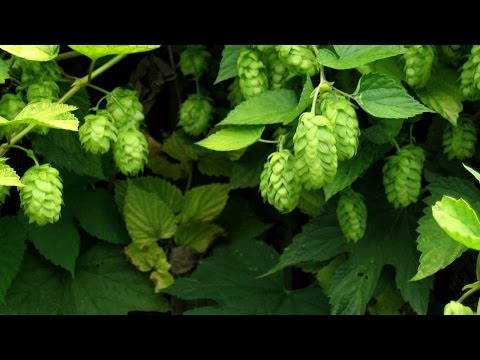 Chemistry of Beer - Unit 1 - Chemical Concepts: Proteins