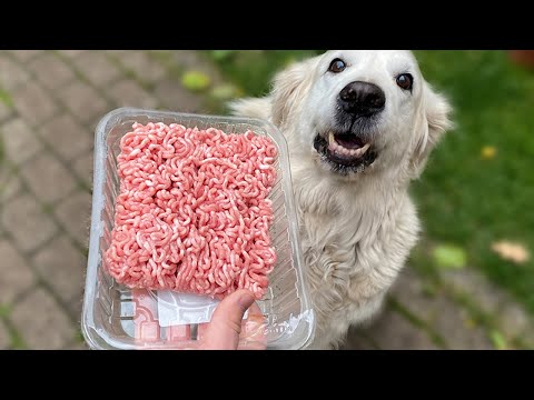 犬種
