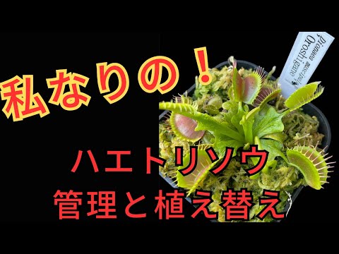 ハエトリグサ 植物