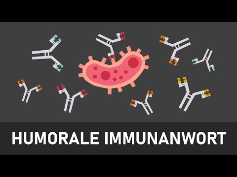 Humorale Immunantwort | Spezifische Immunabwehr 2 | Immunabwehr einfach erklärt