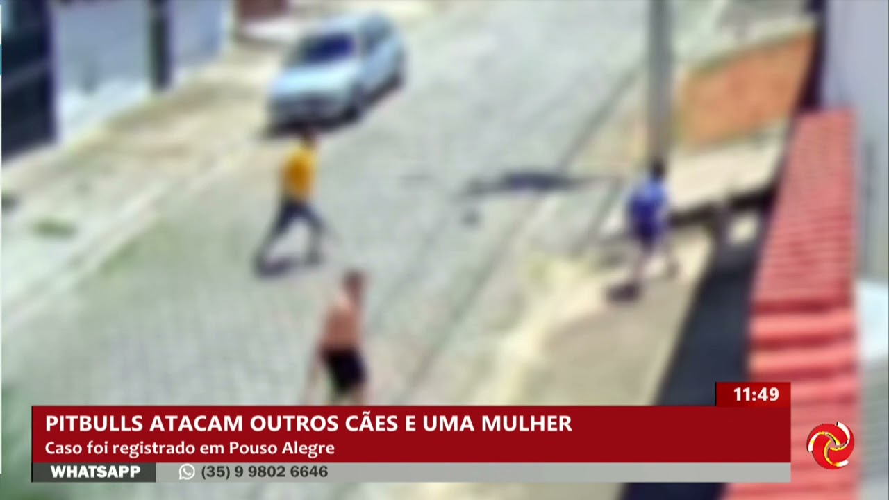Cães da raça pitbull atacam cachorros e ferem mulher em Pouso Alegre