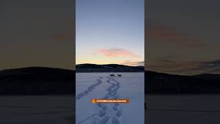 🦊 LES PLUS DINGUES habitants d’Ivalo