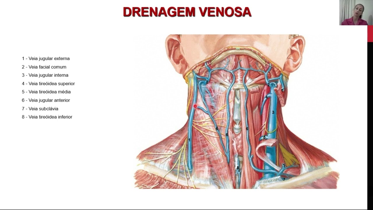 Cabeça e Pescoço -  Drenagem venosa e linfática