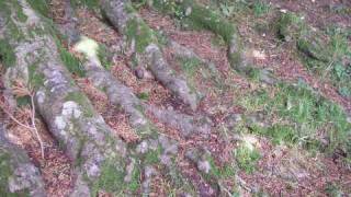 preview picture of video 'A Druids' Cathedral in Devon Woodland.  A drive to Blackbury Castle and Lyme Regis'