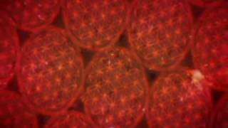 Graham Nash - Better Days (Long Version)