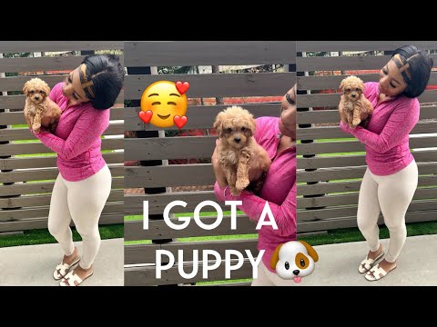 VLOG : GOING TO GET MY NEW TOY CAVAPOO I FIRST PUPPY