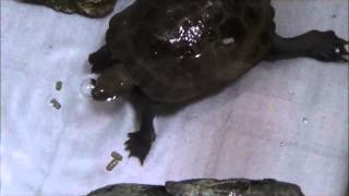 イシガメ　起床＆お食事