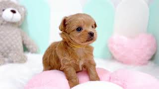 ハーフ犬の動画01