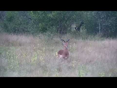 Djuma: Lone Impala ram in the rain - 15:00 - 05/22/2022