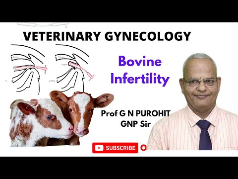 A Vet Gynecologist Uncovers the Astonishing Reason Behind Bovine Infertility!