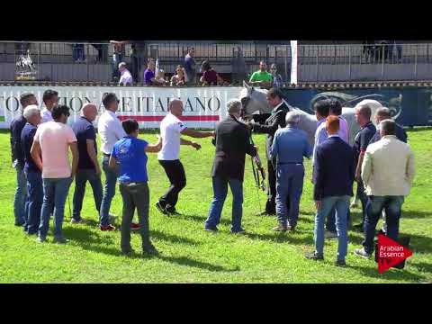 3 rd place  N.92 ARDASHIR RG - 2017 Italian Nationals - Stallions Championship (Class 20)