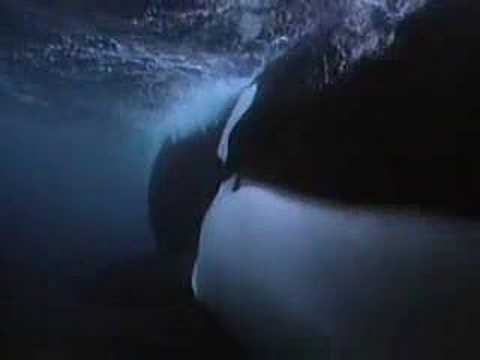 The killer whales