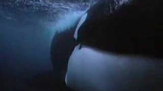 The killer whales