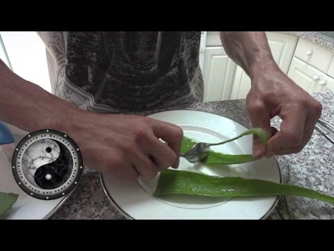 Benefits of eating an Aloe Vera plant and how to