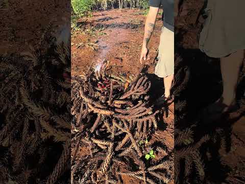 asmr de sapecagem de pinhão #pinhão #paraná #agro #sitio #roça #vidanaroça #viralvideo