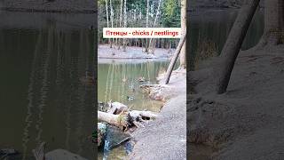 Download lagu Learn how to describe birds in Russian language | Short Russian lessons #russian #learnrussian mp3