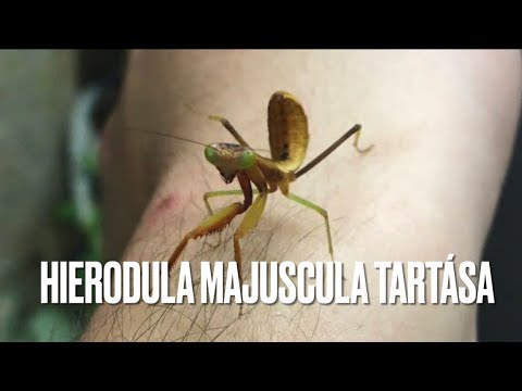 Hierodula majuscula tartása / Insect Breeding Hungary