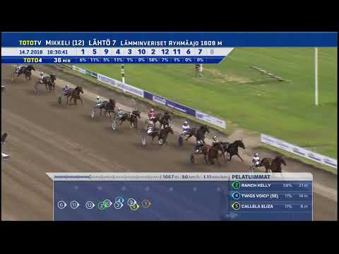 Lämminveristen St Michel Tammatähti 2018 - Ranch Kelly