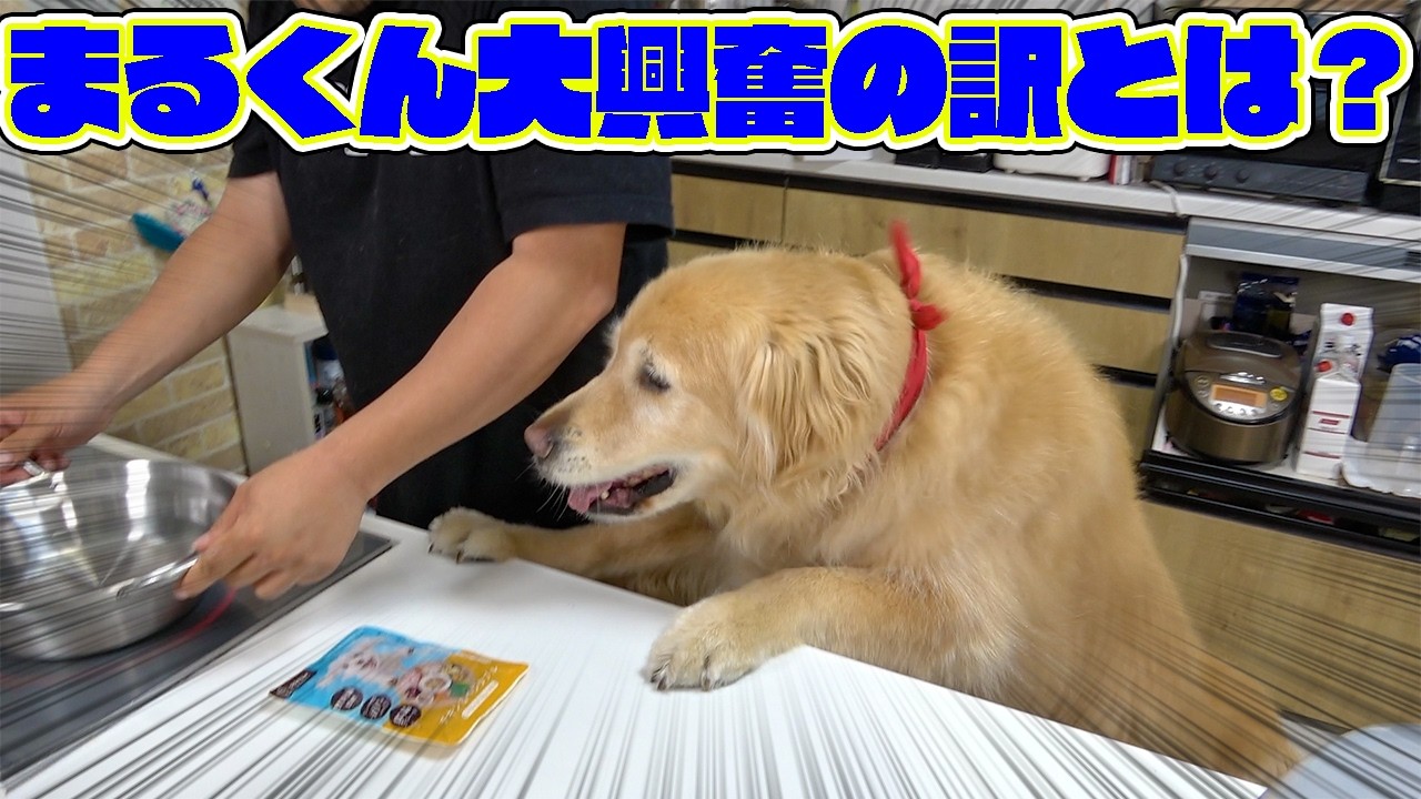 ゴールデンレトリバーのまるくんがキッチンで大興奮！！