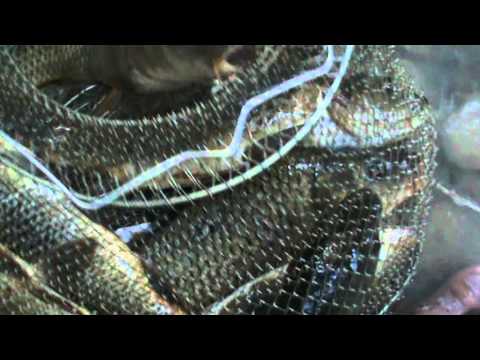 La pescuit - 30 de minute in paradis