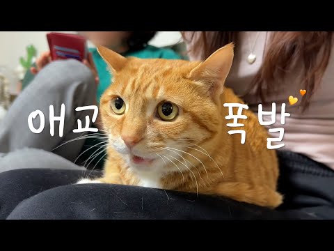 집사가 여행 다녀온 이후, 집사만 보면 분노의 냥펀치 날리던 고양이가 갑자기 애교 폭발했어요!!!!