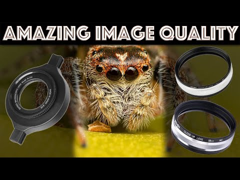 3 BUDGET EXTREME MACRO Setups: Raynox DCR-250+NiSi 58mm, NiSi 58mm, NiSi 58mm+77mm on Canon 100mm