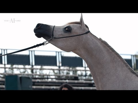 🏆 DUBAI STUD - Achievements, 2022 PRAGUE INTERCUP