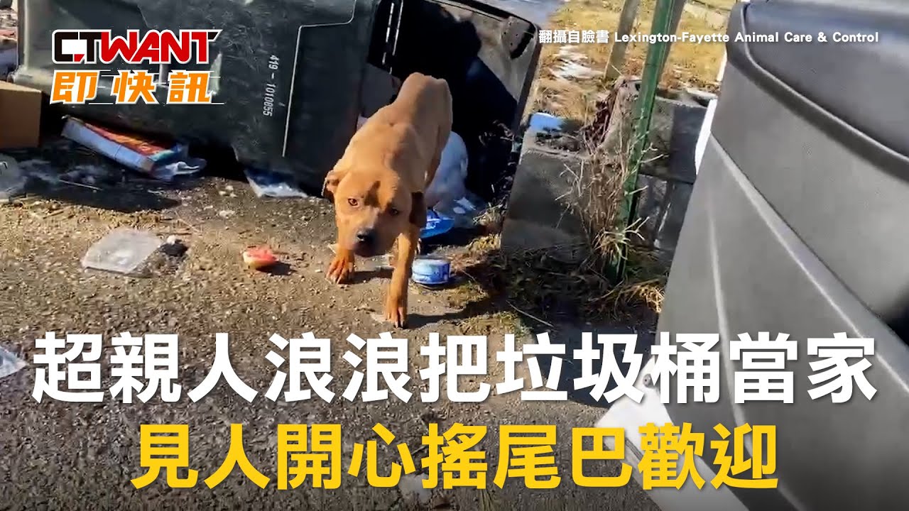 圖說-超親人浪浪把垃圾桶當家　見人開心搖尾巴歡迎
