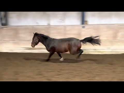 Canduri Z - 2020 zangersheide colt by Coronet Obolensky