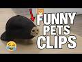 Best Funny Clips To Watch Non Stop Hilarious Moments Compilation
