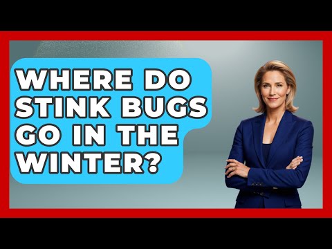 Where Do Stink Bugs Go In The Winter? - Insects and Invaders