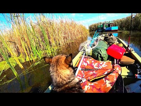 ЗАГРУЗИЛ ВСЕ ПОЖИТКИ И УЕХАЛ ЖИТЬ В КАМЫШАХ. РЫБАЛКА ПО КРУПНОМУ. ПРАЗДНИК ОТКРЫТИЯ/РАЗВЕДКА НА УТКУ