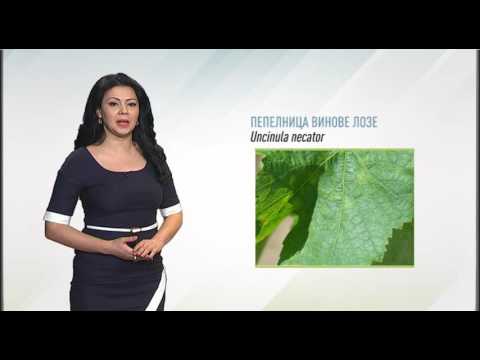 Zelena prognoza, 2.6.2016. - O stanju u zasadima vinove loze