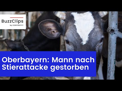 Dietramszell: Mann wird von Stier attackiert und stirbt