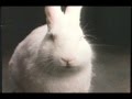 Classic 1983 Cadbury Egg Bunny Commercial