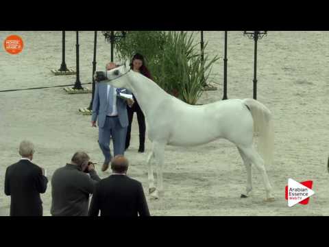 2ND - N.59 FAHERA - Paris 2016 - Mares 4 years old and more (Class CM3 B)