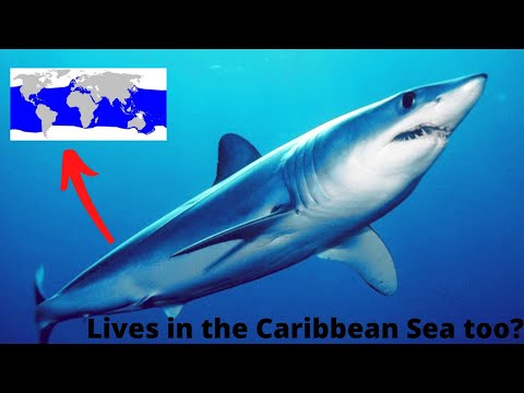 Where do Mako Sharks live