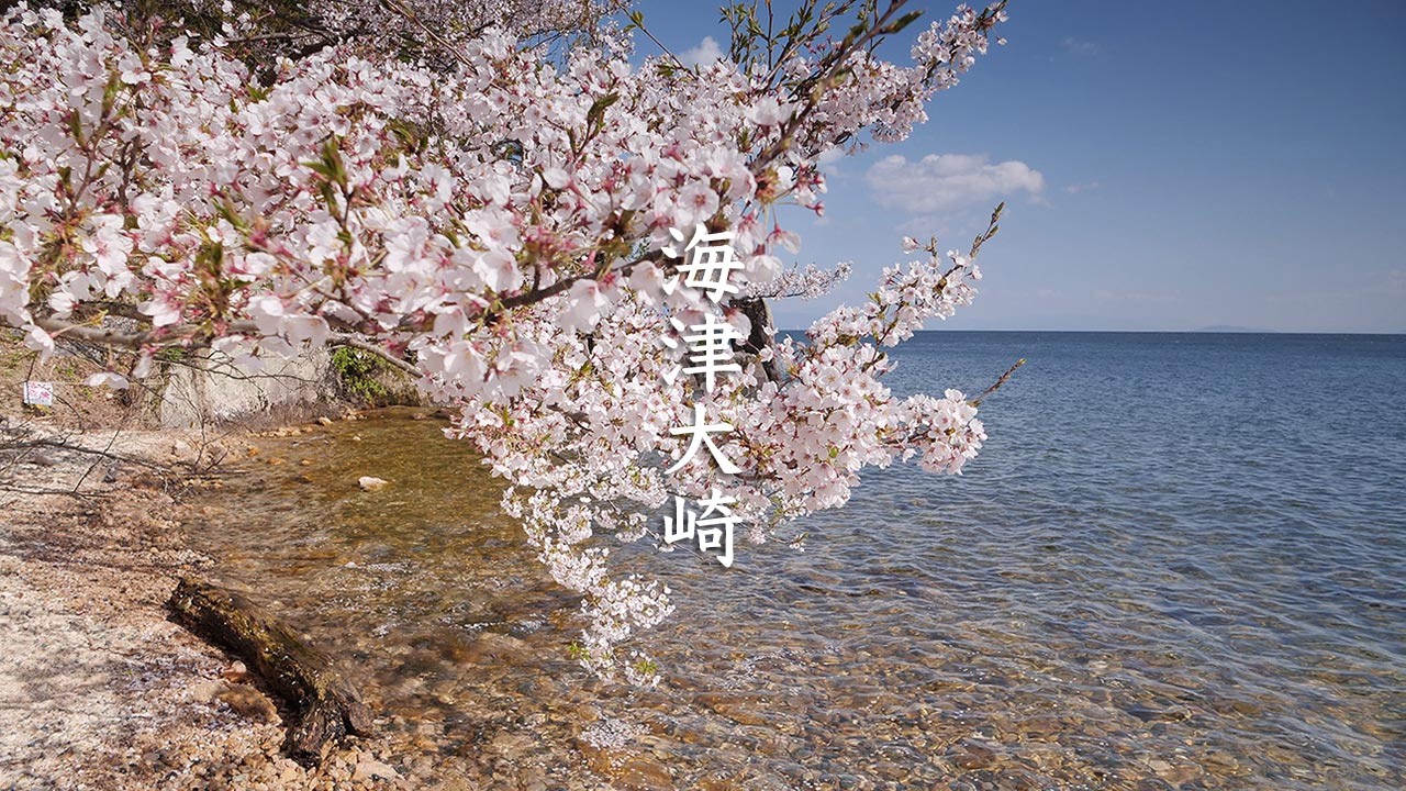 [Sakura] Kaizu Osaki