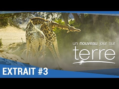 UN NOUVEAU JOUR SUR TERRE - Extrait "Girafes" VF