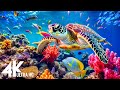 NEW 3HRS Stunning 4K Underwater Wonders Relaxing Music Coral Reefs Colorful Sea Life