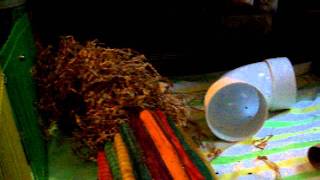 Sir Felix Tubing July 8, 2011