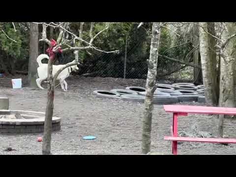 Gnar, Benny Baldasso & Iris