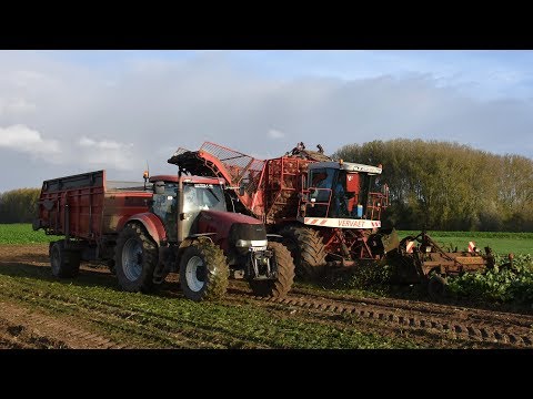 Vervaet 17T & Case IH Puma 195 & Dewulf - Loonw. Baute - bieten rooien