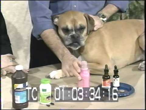 Dr  Craig Prior - Household Remedies for Sick Pets